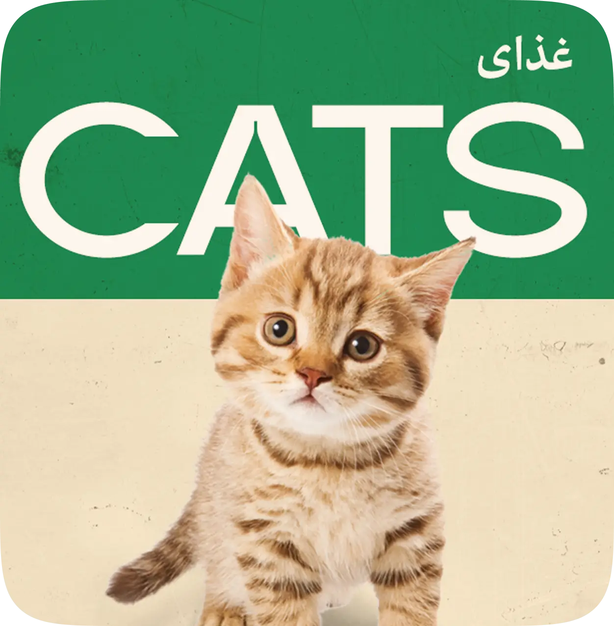 گربه