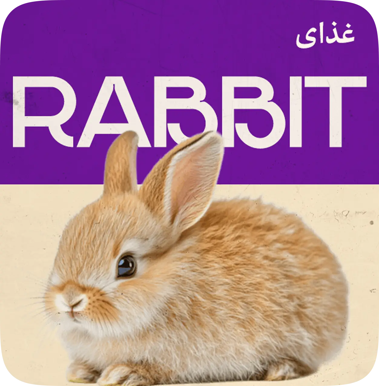 خرگوش و جوندگان